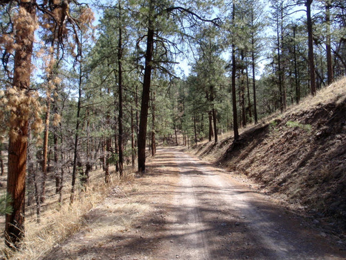  Pine tree lined road.